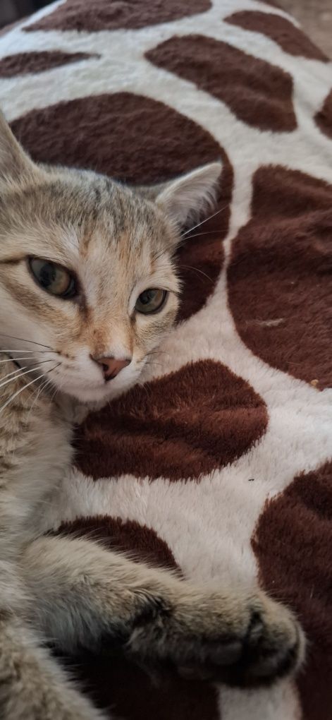 Котята#котята#котята