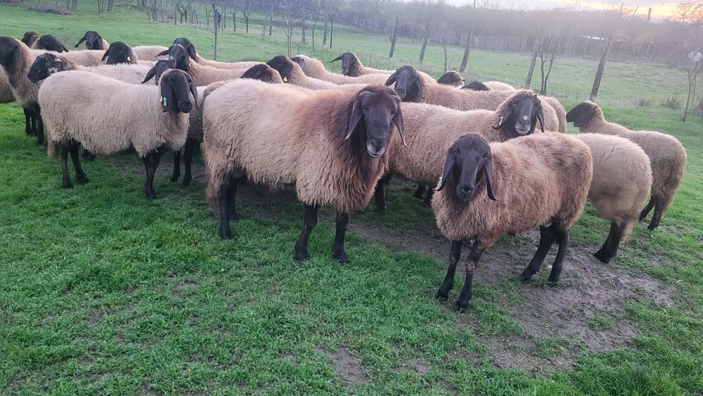 Vând 2 berbeci carabase