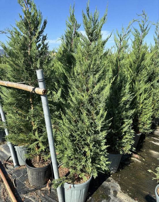 Tuia Leyilandii la ghiveci Plante si Copacii ornamentalii