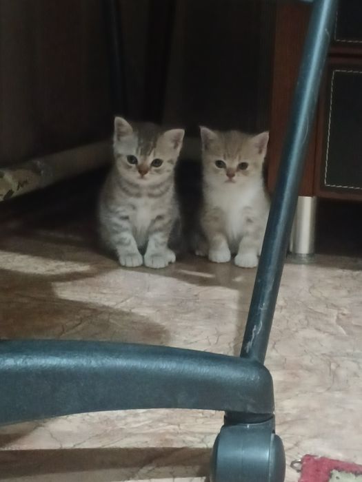 Продам британских котят