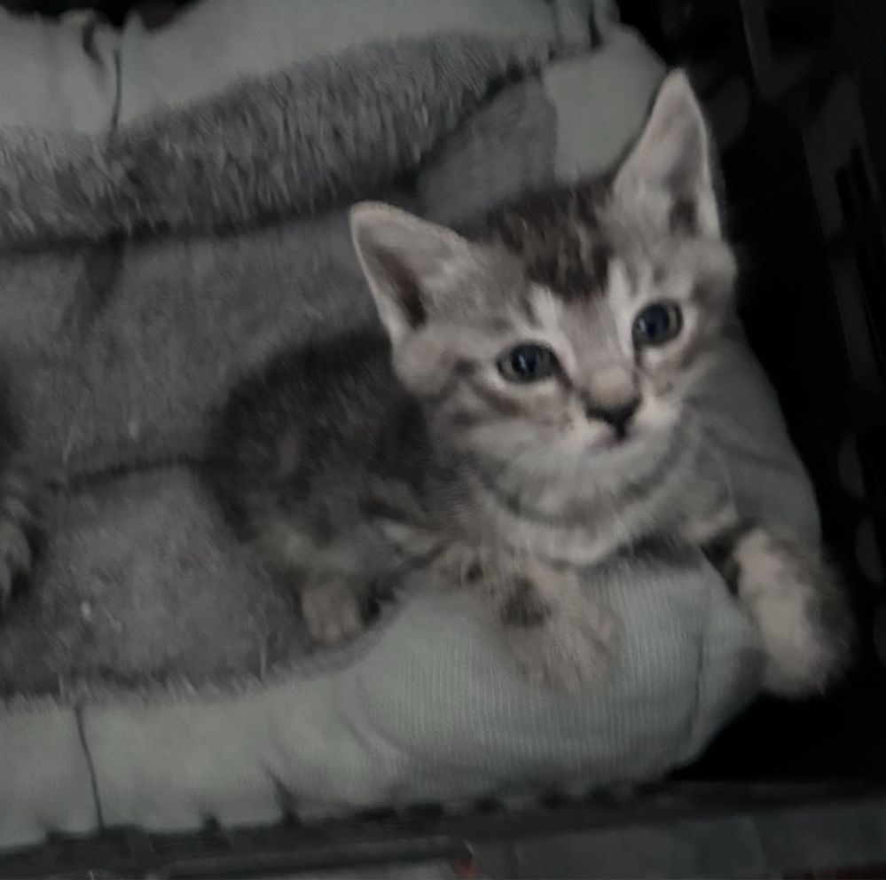 Котенок бесплатно