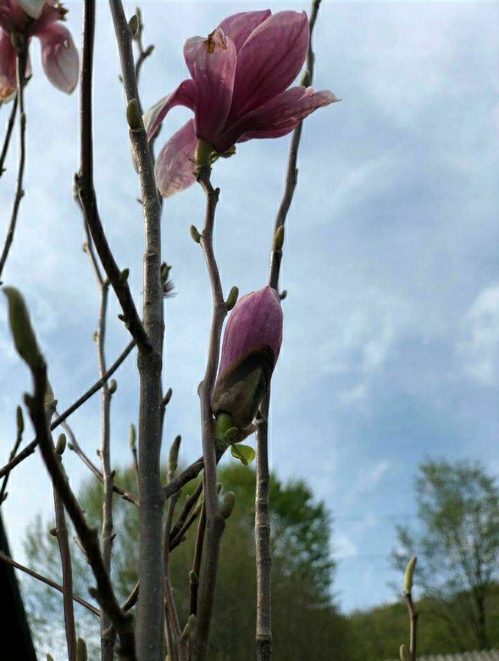 Leilandii, tuia Magnolia