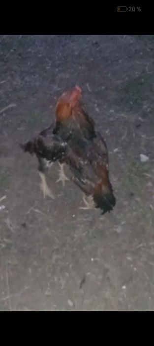 Дакан хороший китаец