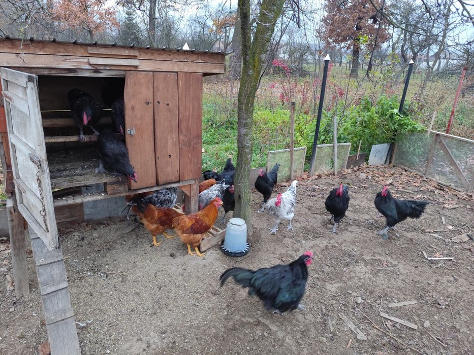 Cocosi australorp, new hampshire. Gaini oua batrane
