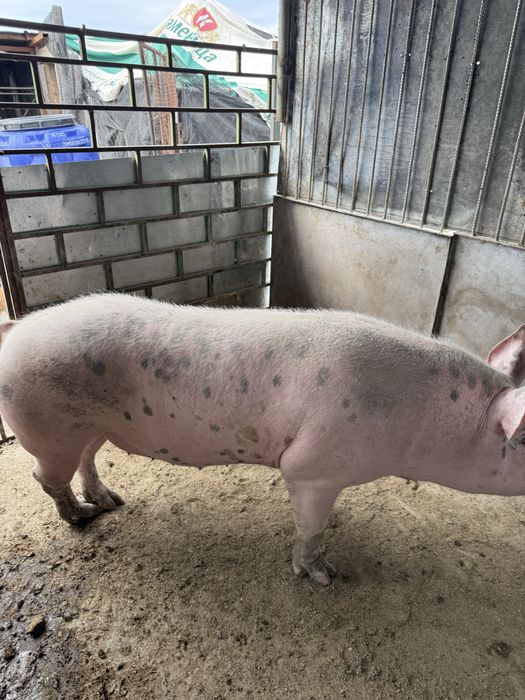 Продавм мъжки нерез Пиятрин