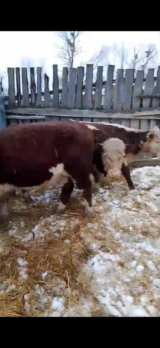 Продам подсосных бычков