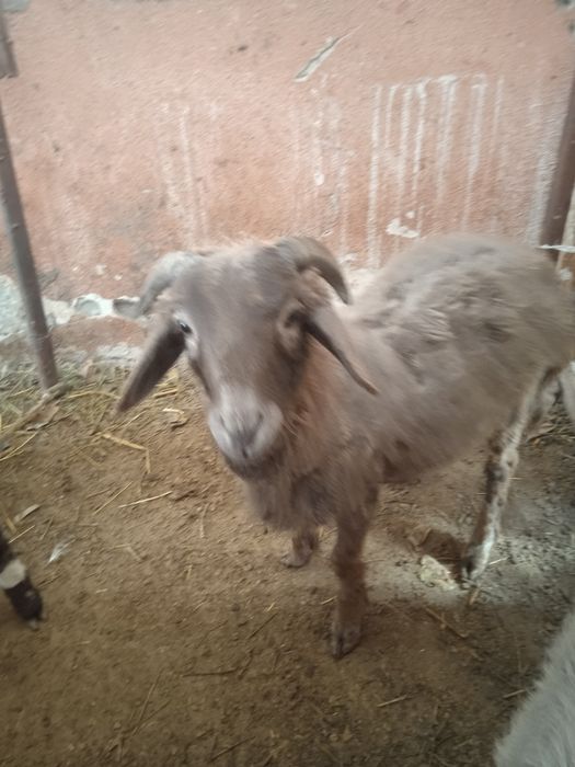 Кучкорча ва мода эчки сотилади