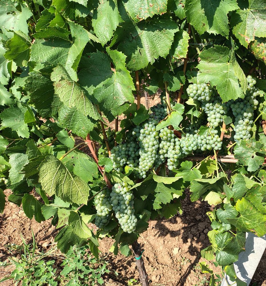 Vand struguri de vin albi și roșii