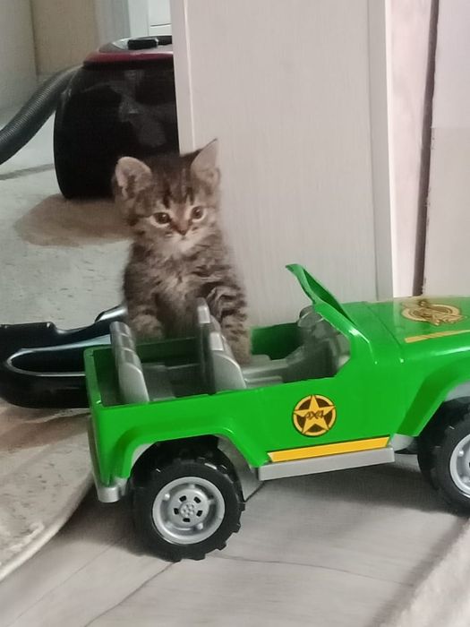 Добрый руки бесплатно кошки
