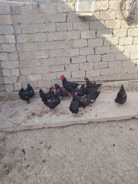 Uyda boqilgan tovuqlar sotiladi 13+2 Ta xoroz