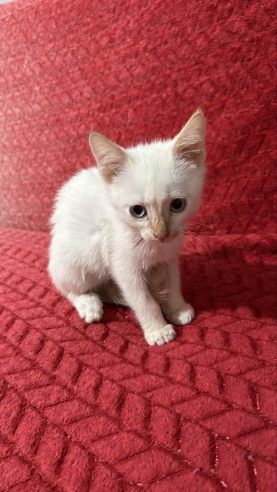 Котик ищет свой дом!