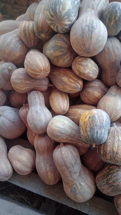 Хорошая полезная тыква