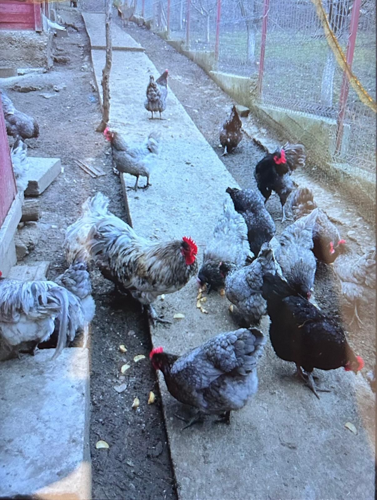 Ouă pt incubat australorp