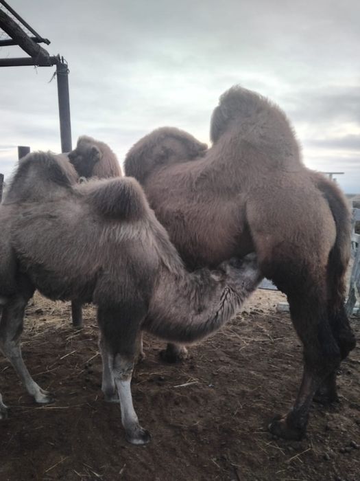 Боталы туйелер 2 бас