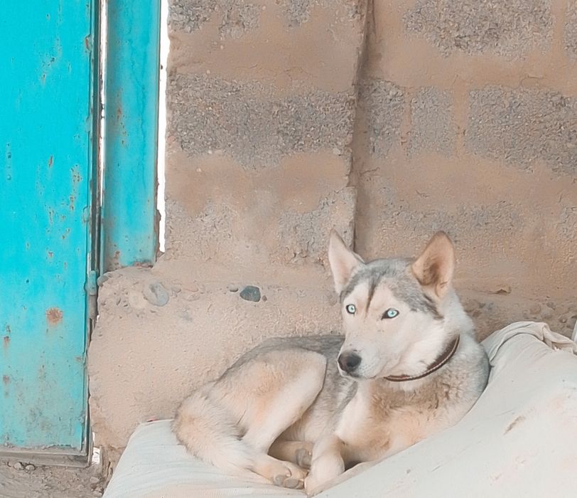 Хаски порода сабака