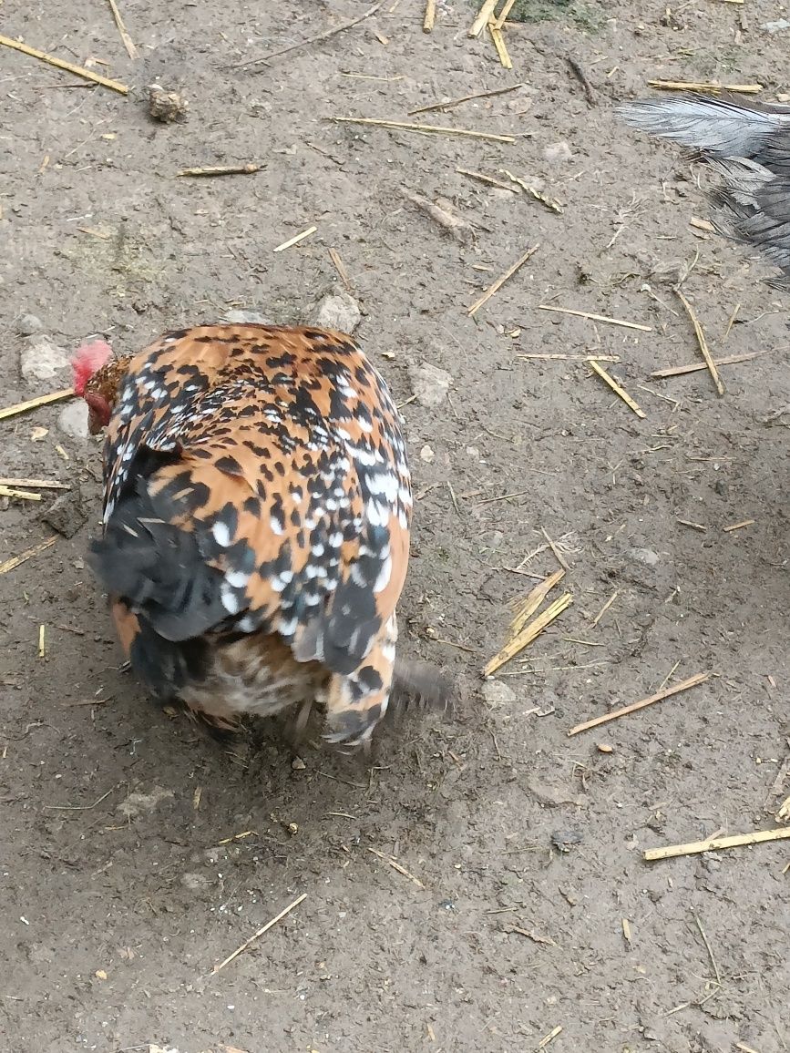 De vânzare pui de găină