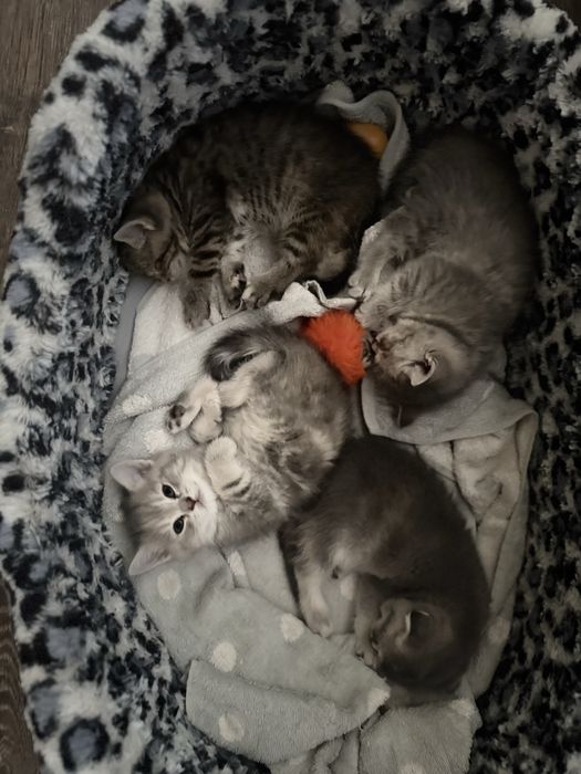 Милые котята продается