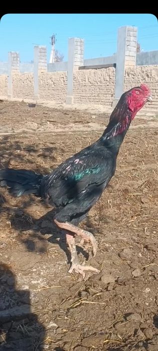 турк хуроз карис тавук