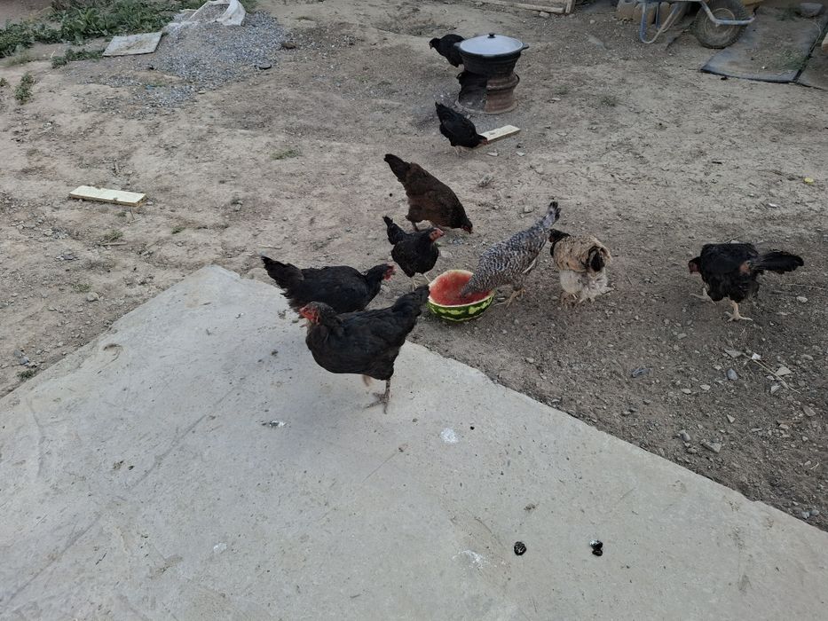 Домашний тауықтар