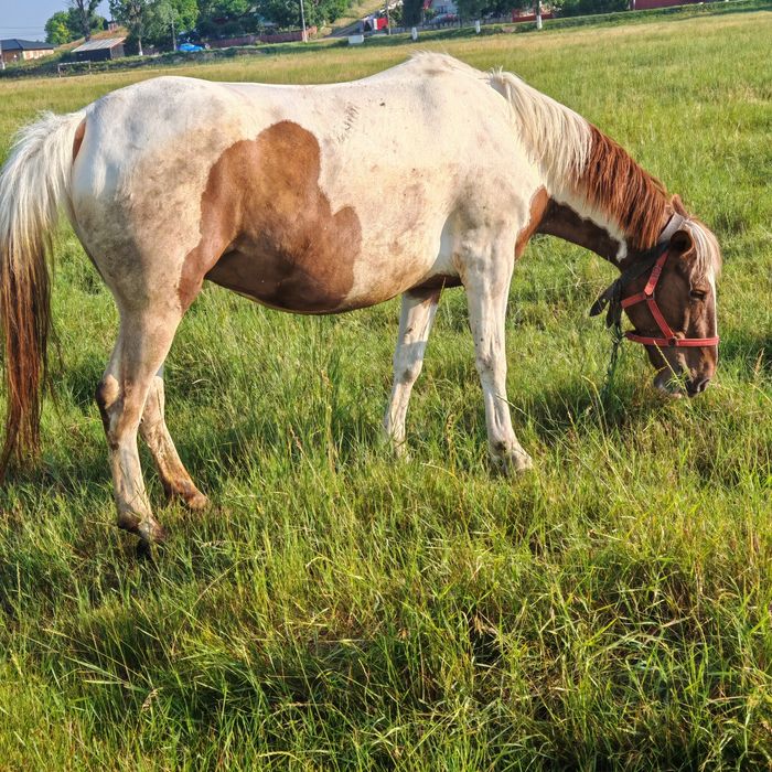 D  e   v â n z a re