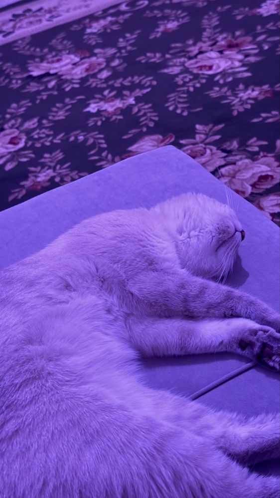 Кот шотланский вислоуха