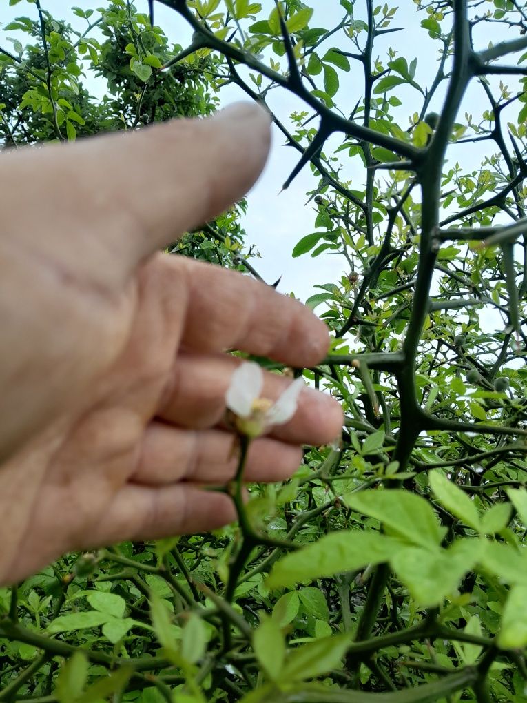 Lamai de gradina ( Poncirius Trifoliata)