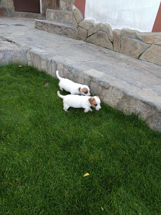 Джак Ръсел териер