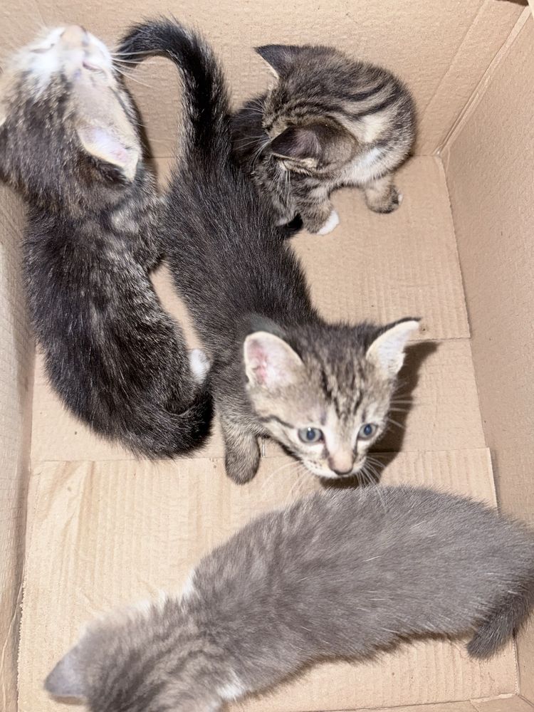 Отдам в хорошие руки трёхмесячных котят