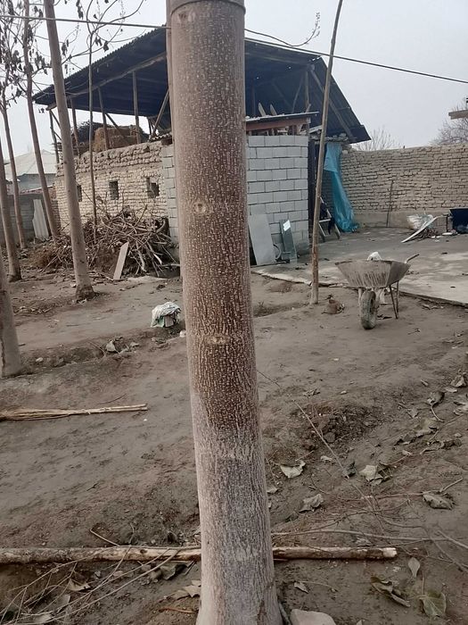 Pavlovniya sotiladi 2 yillik hohlang otinga hohlang boshqa narsaga