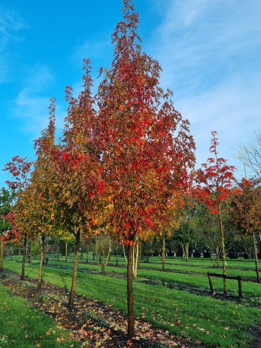 Arborele de Guma (Liquidambar )