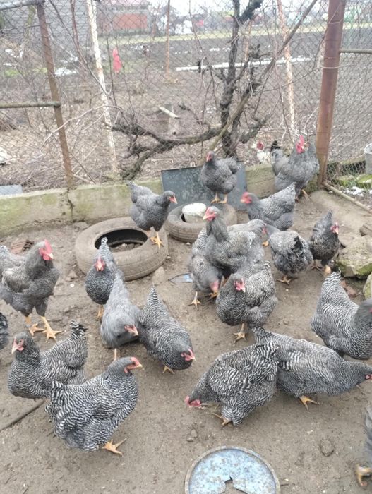 Vand plymouth rock barat