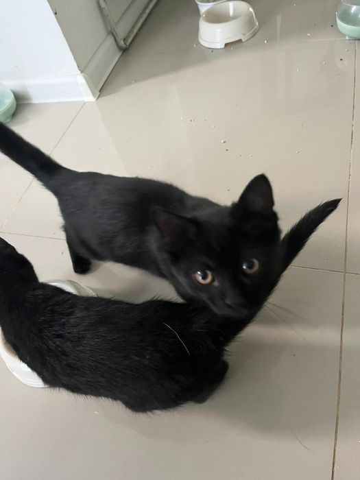 Donez două pisicuțe negre