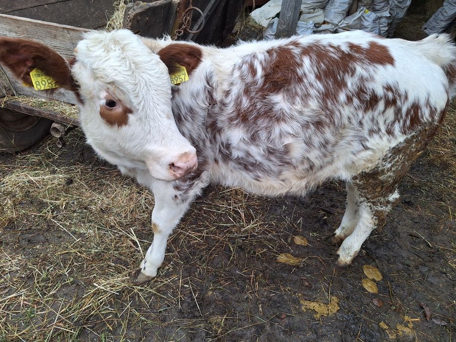 Vînd viței înțărcați