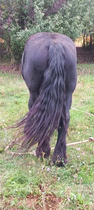 Vând hărmăsar Ardenez