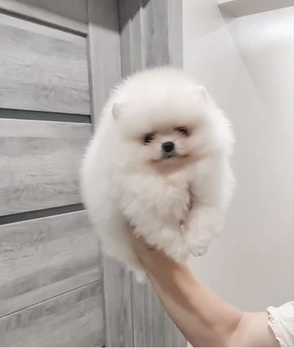 Pomeranian Spitz