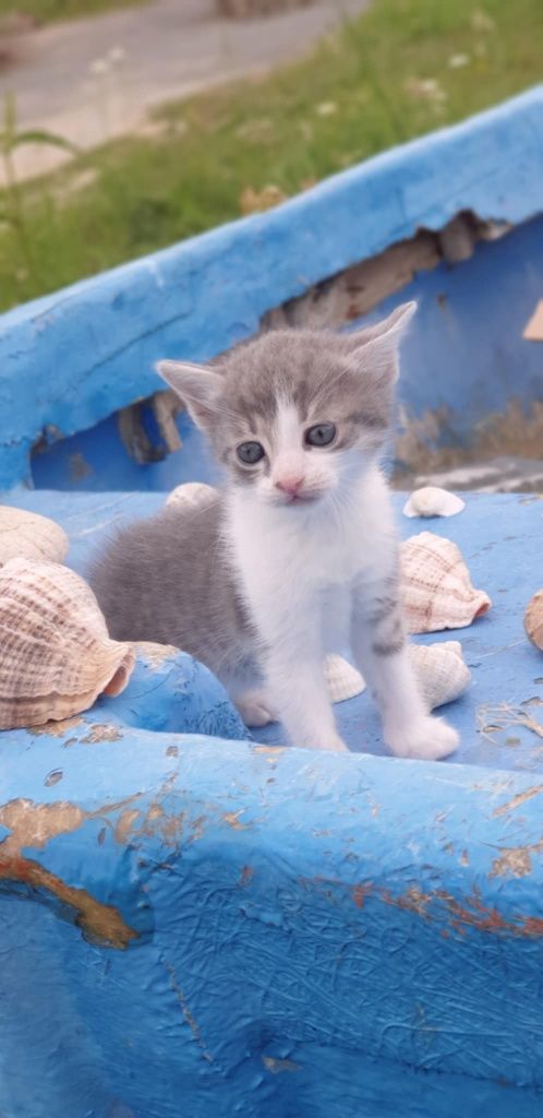 подаряват се котенца