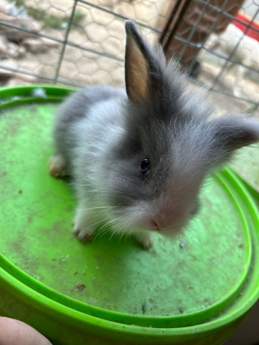 Vând iepuraș cât de leu pitici