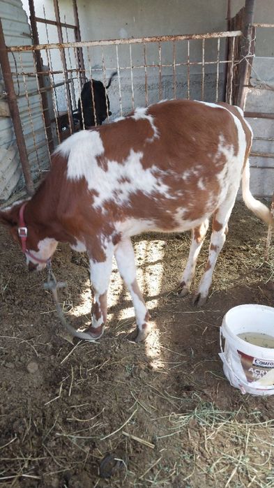 Ёш гуножин сотилади,ейиши зур согл,куйлар сотилганом