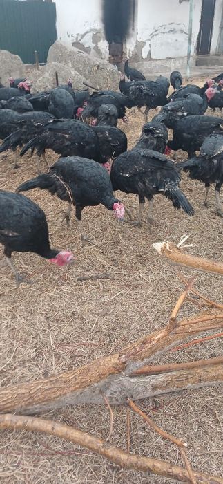 Индейки и Индюки