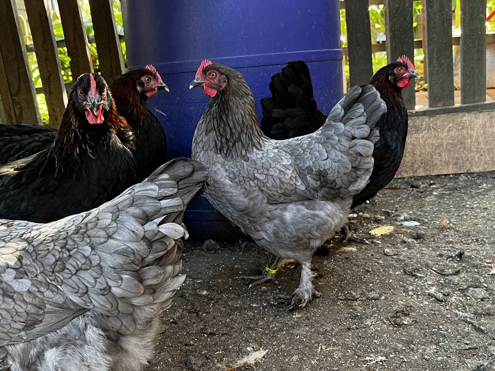 Marans oua de incubat