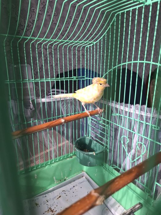 Продам молодого кенара