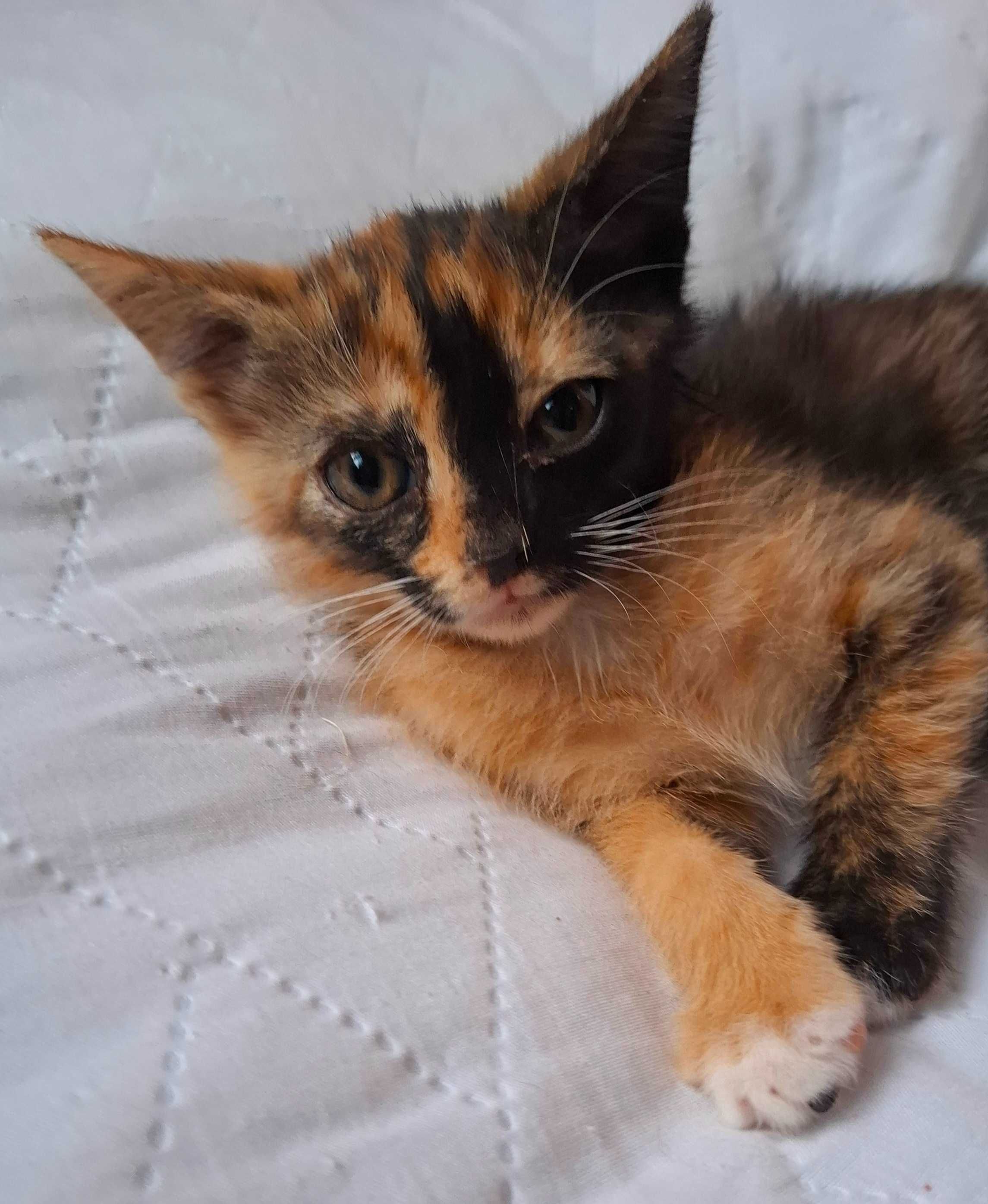 Adoptie pui de pisica calico Magdi