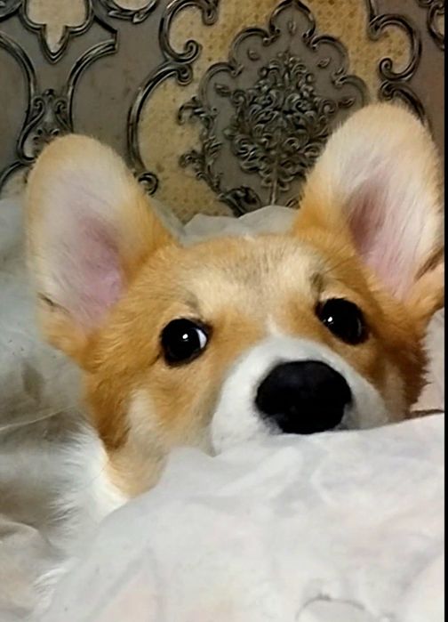 В продаже вельш пемброк корги