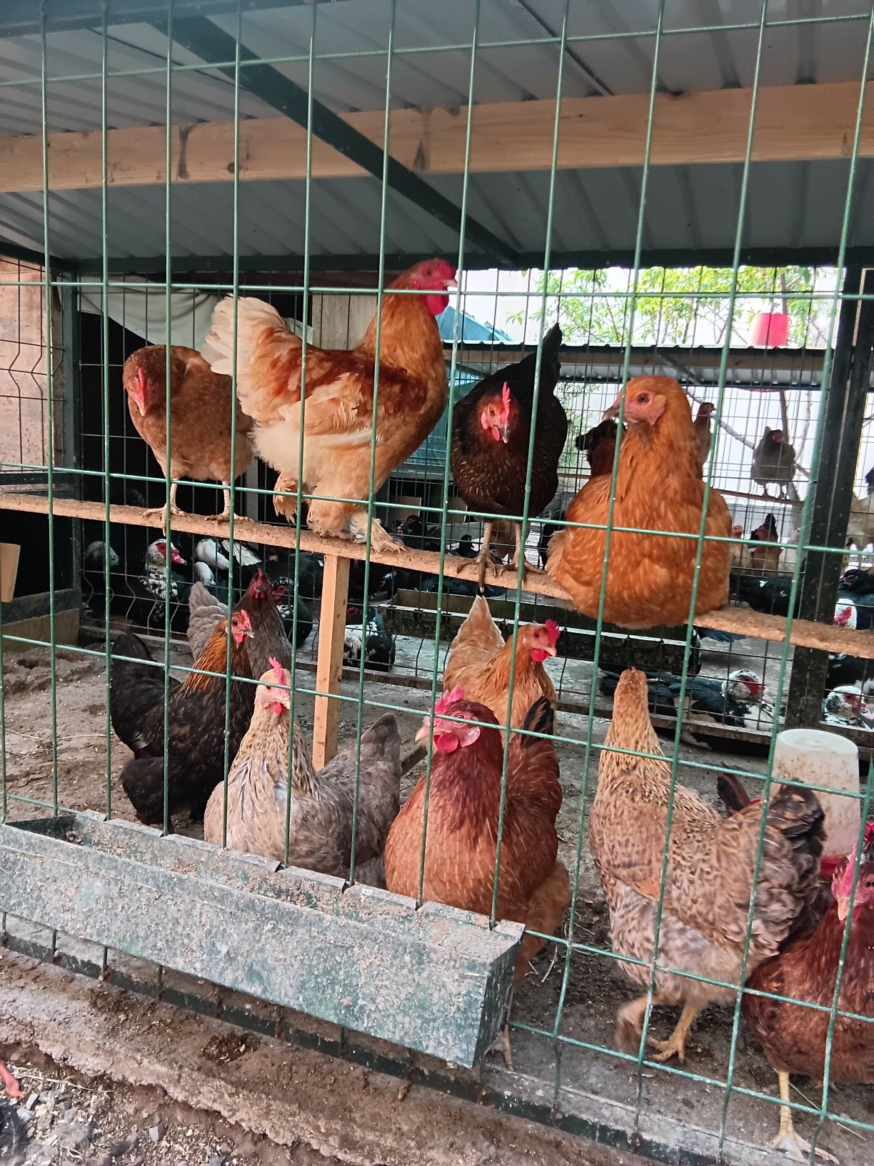 Яйца куриные и индоутки