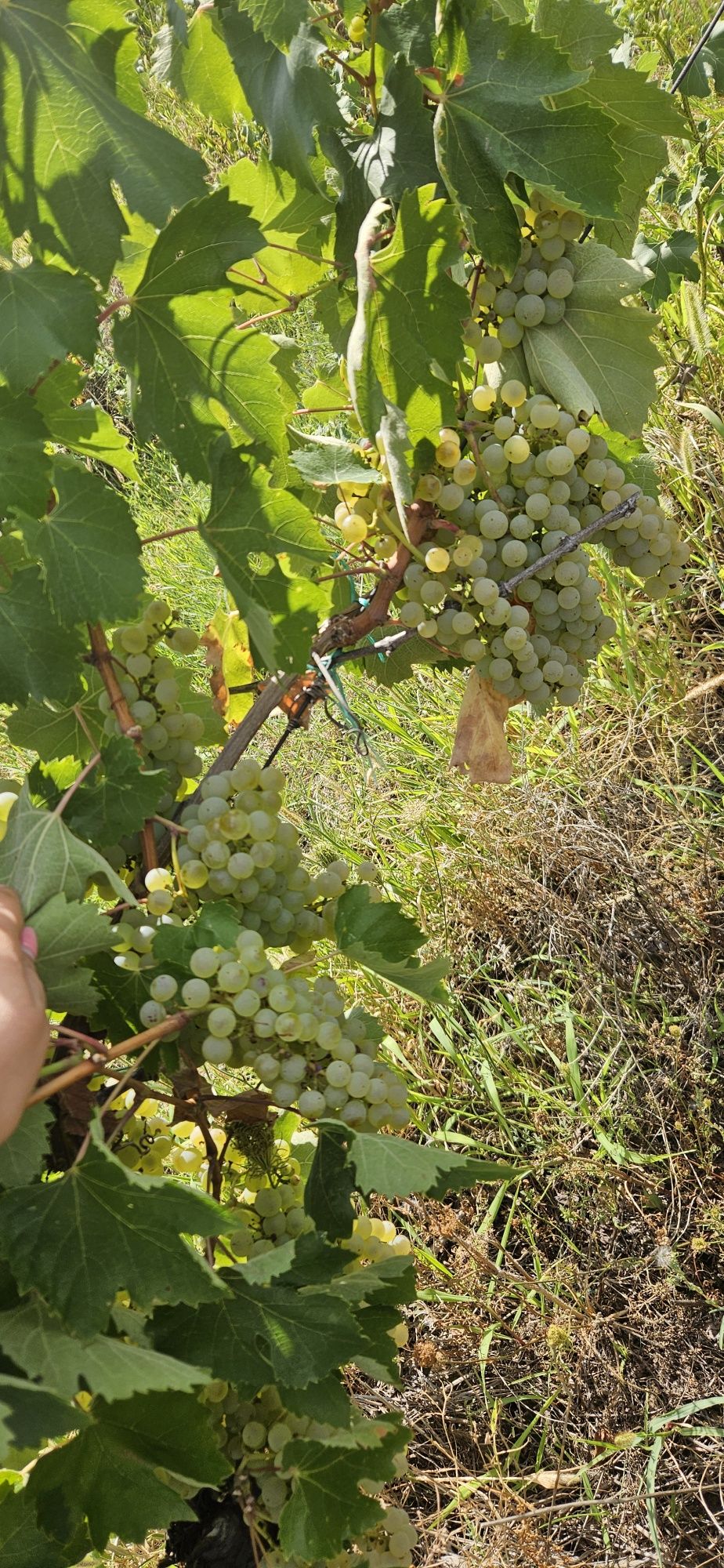 Vand struguri Feteasca Regala Alba