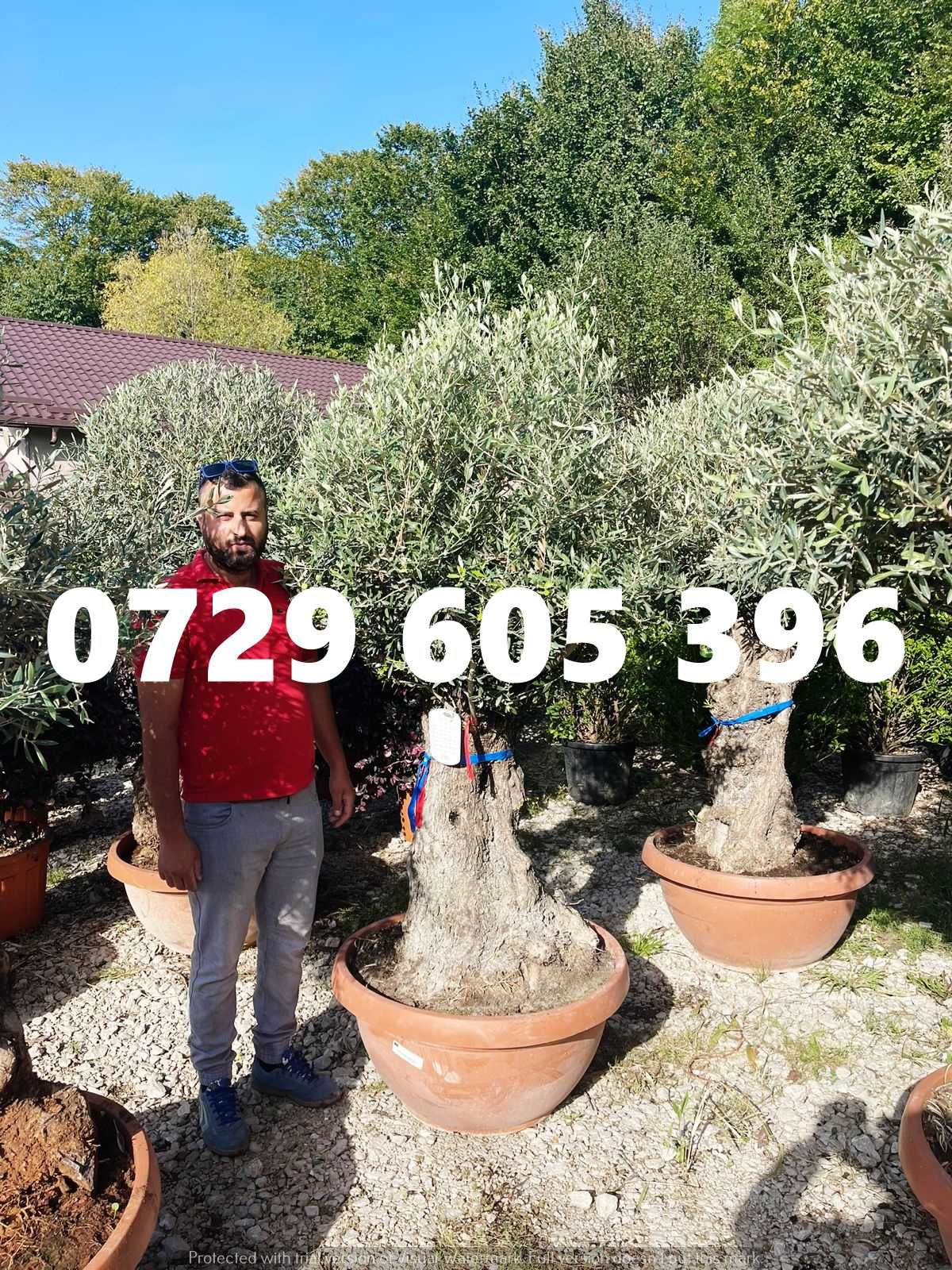 Plante ornamentale sănătoase, gata de plantare