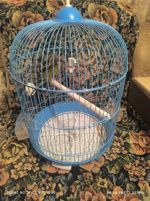 Попугай в добрые руки