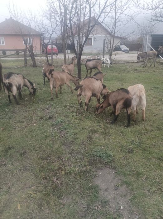 Vând turmă capre cu iezi și țap