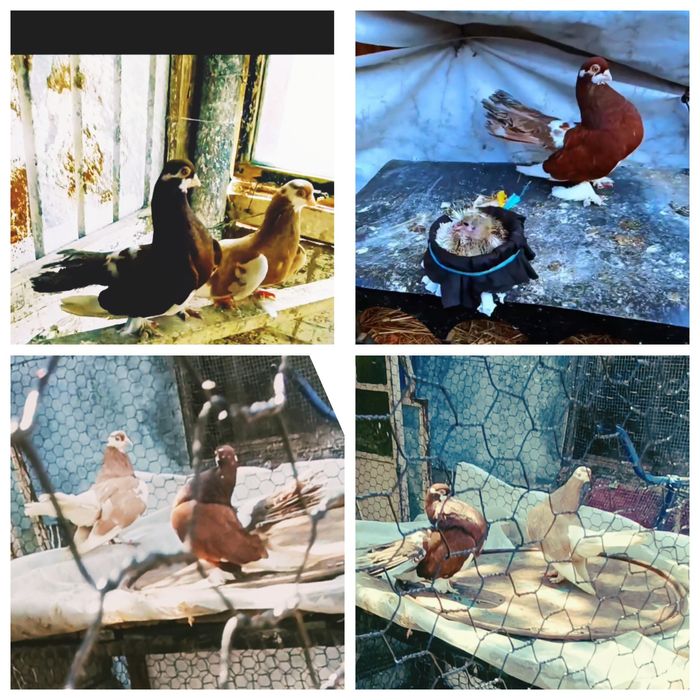 Porumbei Volga pereche