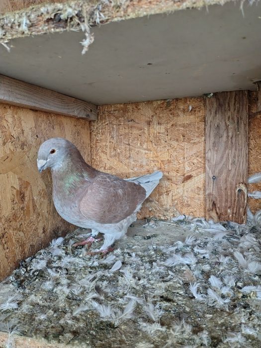 Porumbei standard românesc